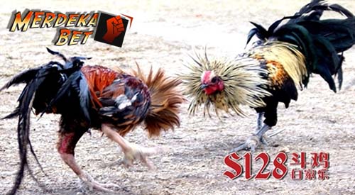 CARA DAFTAR TARUHAN SABUNG AYAM LIVE ONLINE